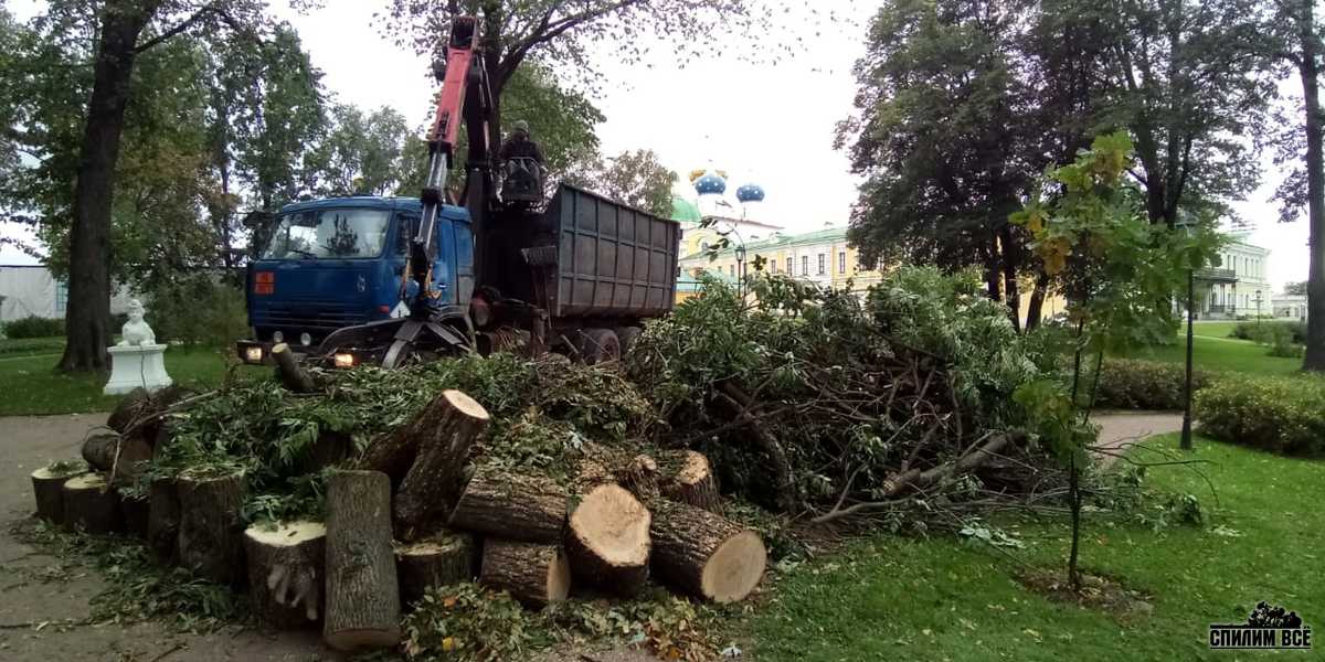 Спилили дерево в парке Путевого дворца в Твери