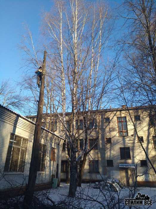 Удаление деревьев в Твери Удаление деревьев в Твери