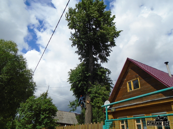 Какие деревья требуют удаления Какие деревья требуют удаления